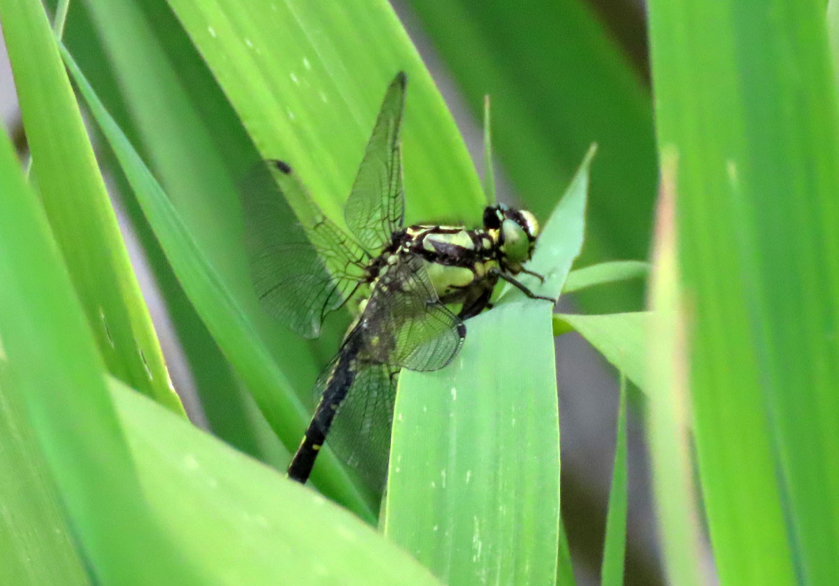 Gomphus_vulgatissimus